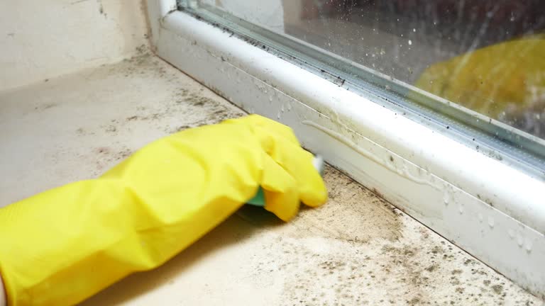 Best Black Mold Removal  in Tappahannock, VA